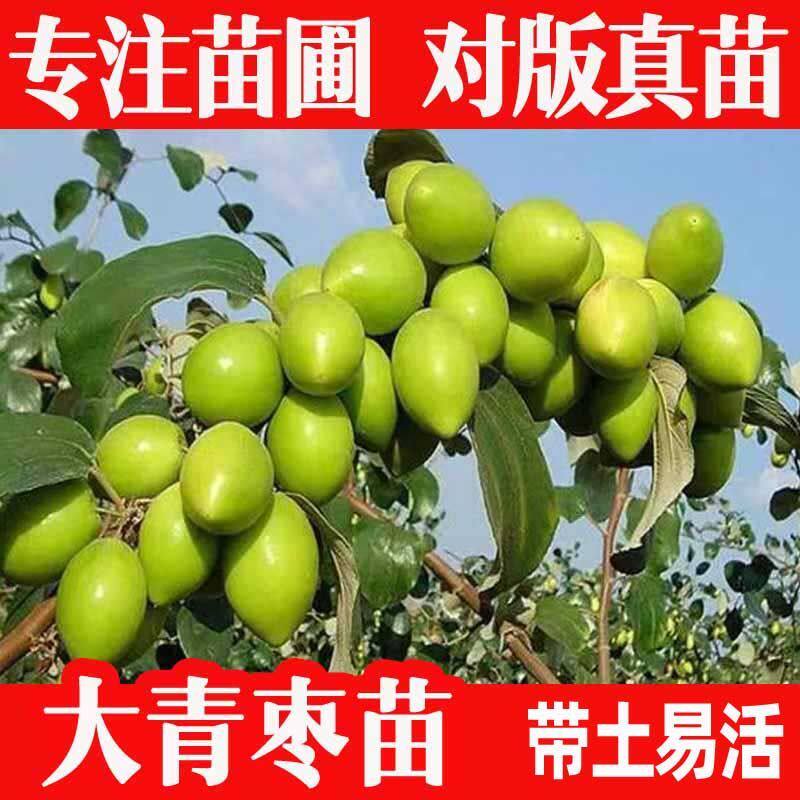 大青枣苗台湾大青枣苗树苗牛奶枣蜜丝枣嫁接苗甜脆枣子苗带土发货