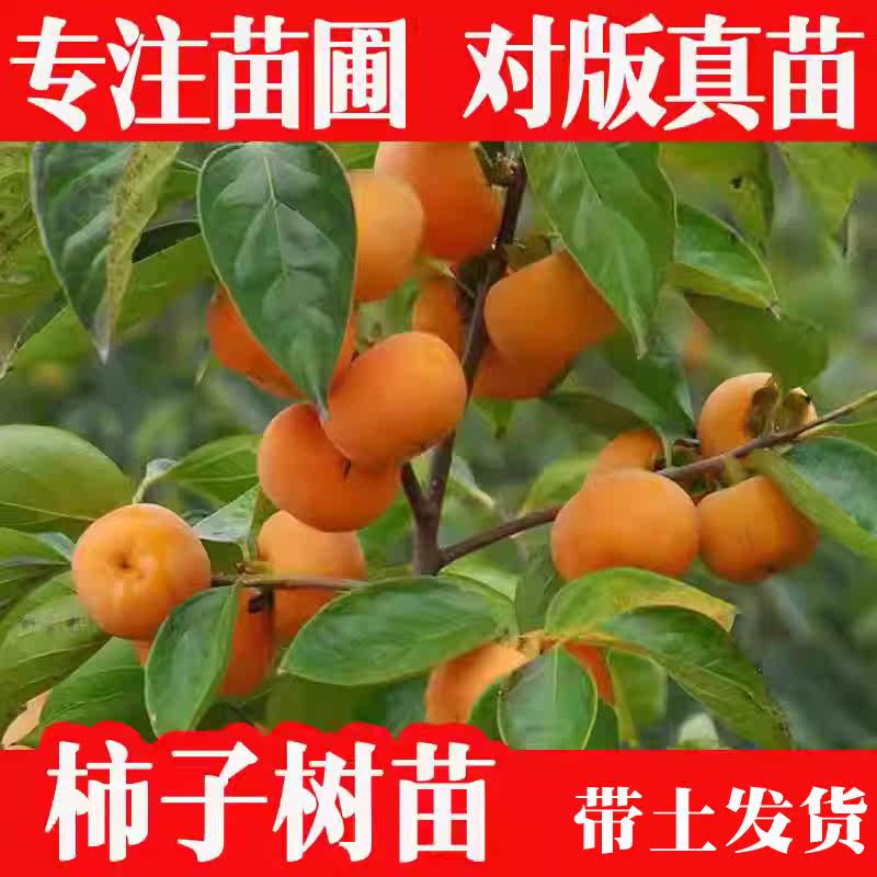 柿子树苗日本太秋甜柿苗嫁接甜脆鸡心罗田阳丰柿子苗树带土包邮