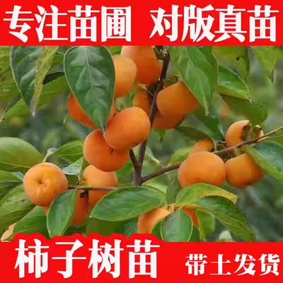专业苗圃对版真苗广西苗圃发货