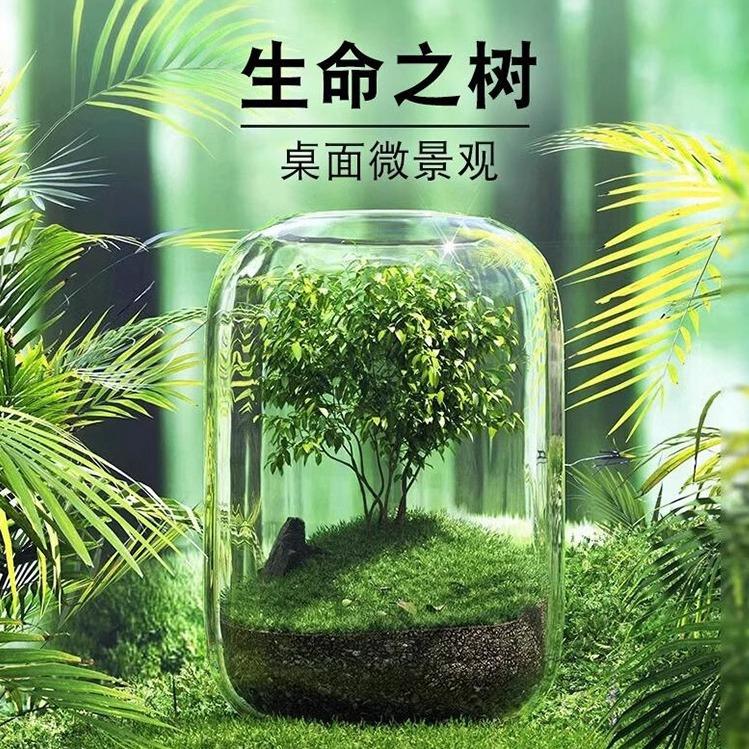【生命之树】苔藓微景观创意桌面成品盆景好养鲜活绿植生态瓶盆栽