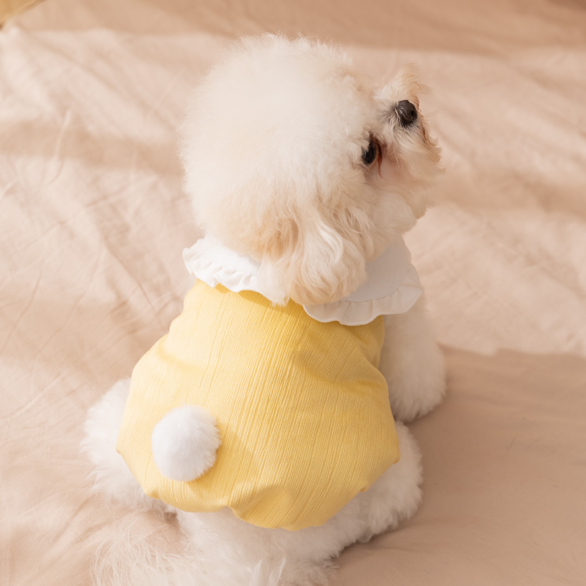 宠物衣服小型犬秋冬可爱小兔子尾巴棉衣比熊泰迪猫咪狗狗衣服
