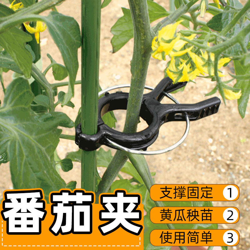 番茄夹子藤蔓植物爬藤支架固定黄瓜架子西红柿藤架茄子架吊秧托夹