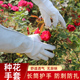 种花手套月季 防护园艺花艺种花园林养花防扎花园种植专用玫瑰防刺