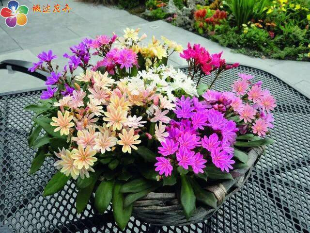 网友分享在meiguo.com的图片