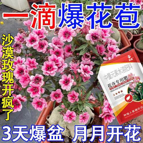 一滴猛开】沙漠玫瑰营养液催花绿叶壮苗急救黄叶干尖不开花专用肥
