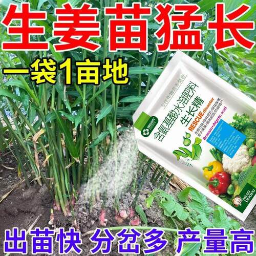 生姜追苗剂提苗生根预防姜瘟死棵病害根腐生根壮苗发芽提高产量