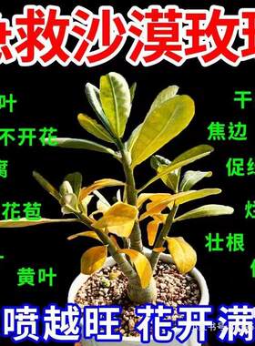 沙漠玫瑰专用药黄叶掉叶枯枝不开花专用绿叶壮苗沙漠玫瑰病害全治