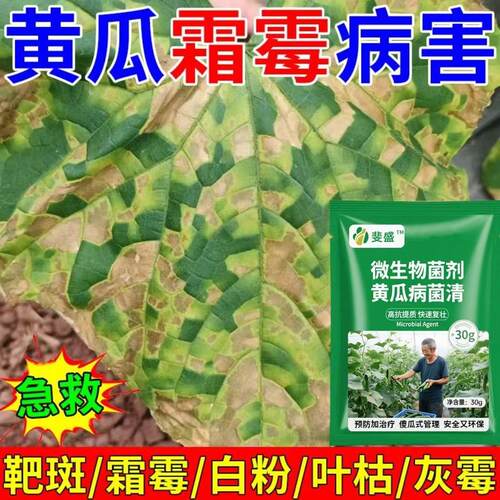 黄瓜专用药黄瓜病全治靶斑病灰霉病角斑病斑点病霜霉病黄瓜杀菌剂