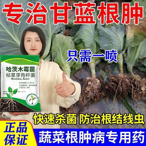 蔬菜根肿专用药白菜油菜青菜根瘤根腐黄叶软腐烂根专用微生物菌剂