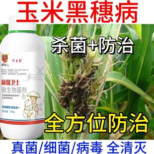 玉米病专用玉米顶腐病黄叶卷叶腐烂枯萎病毒病黑穗瘤黑粉病专用药