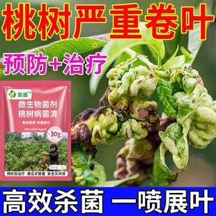 桃树全治全管流胶病桃子专用菌剂桃树缩叶病卷叶微生物菌剂病菌清