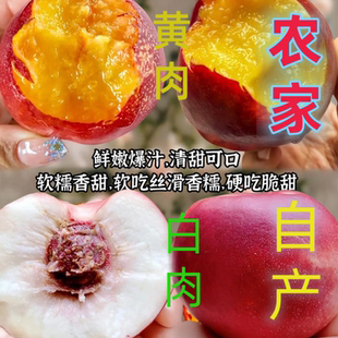 大荔农家自产头茬红皮黄肉白肉油桃水果自然成熟现摘现发脆甜多汁