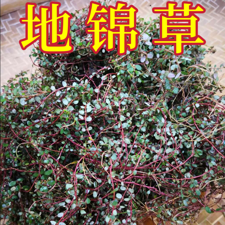 新鲜地锦草血见愁奶汁草红莲草铁线小红筋草奶浆草小飞杨草包邮