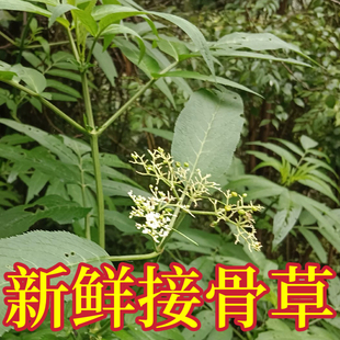 新鲜野生接骨草八棱麻根陆英走马风小接骨丹苗干货中药材