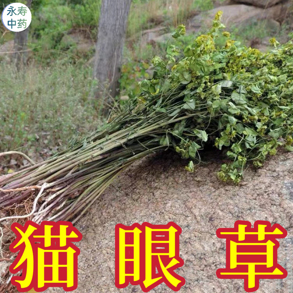 干猫眼草 整株干带根 细叶猫眼草中药材小叶野生 乳浆大戟 非泽漆