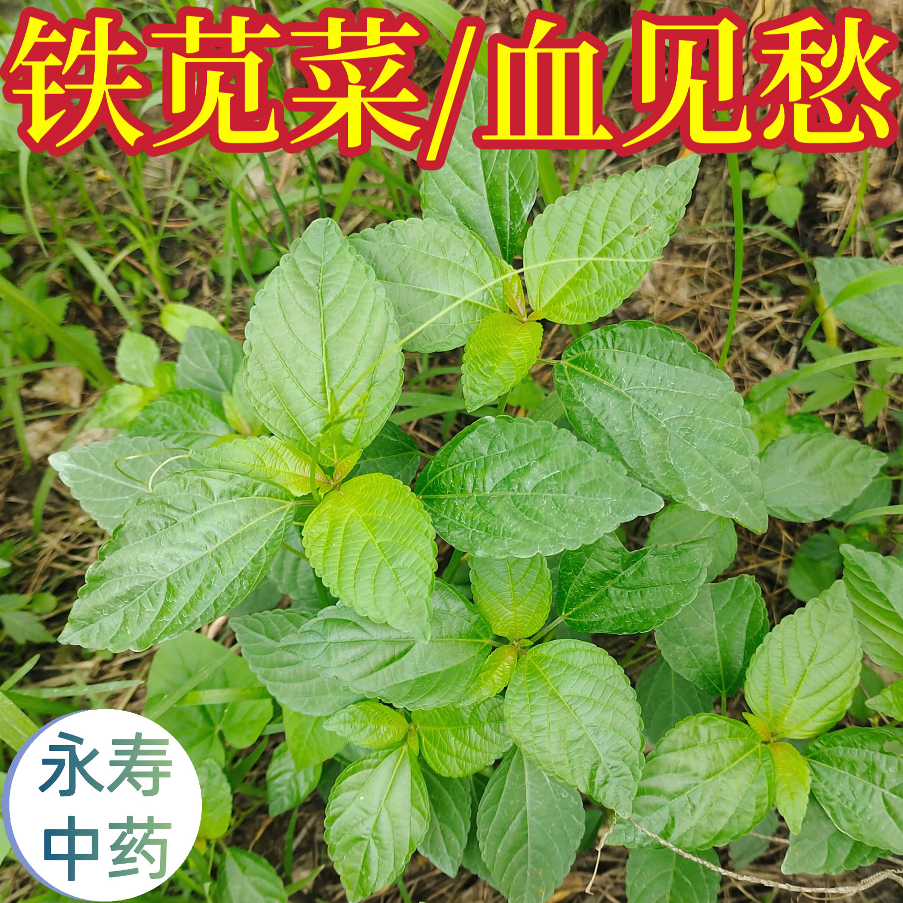 新鲜铁苋菜 整株带根中药材血见愁,海蚌念珠叶里藏珠 天然晒干