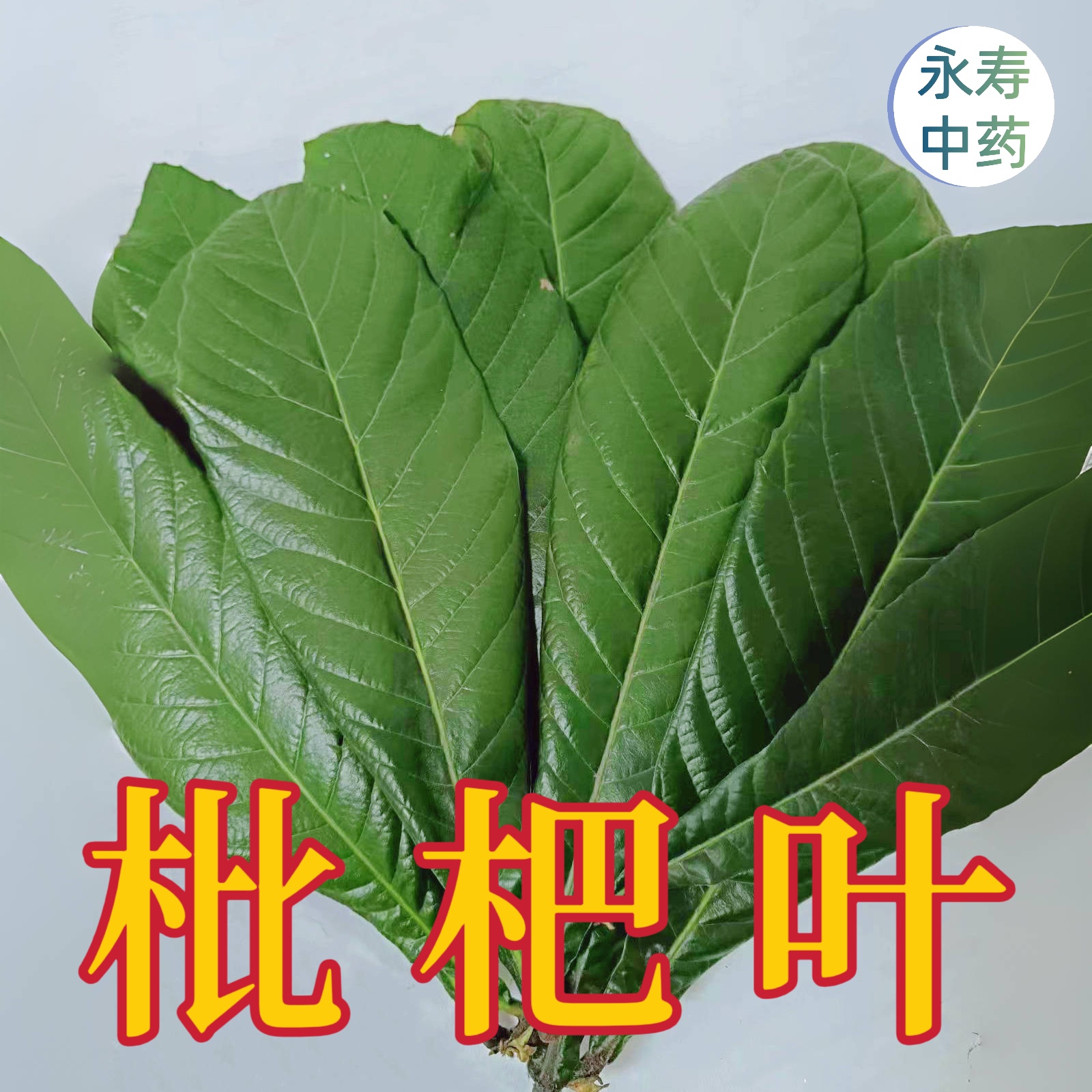 新鲜枇杷叶琵琶叶叶子泡茶化痰