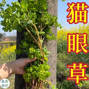 猫眼草干货 中药材小叶野生整颗带根 猫儿眼马虎眼草非泽漆胭脂草
