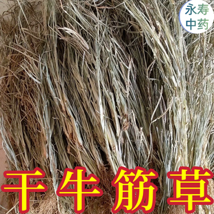 干牛筋草 整株带根 全株中药材牛栏草牛耕草千千踏牛顿草 蟋蟀草