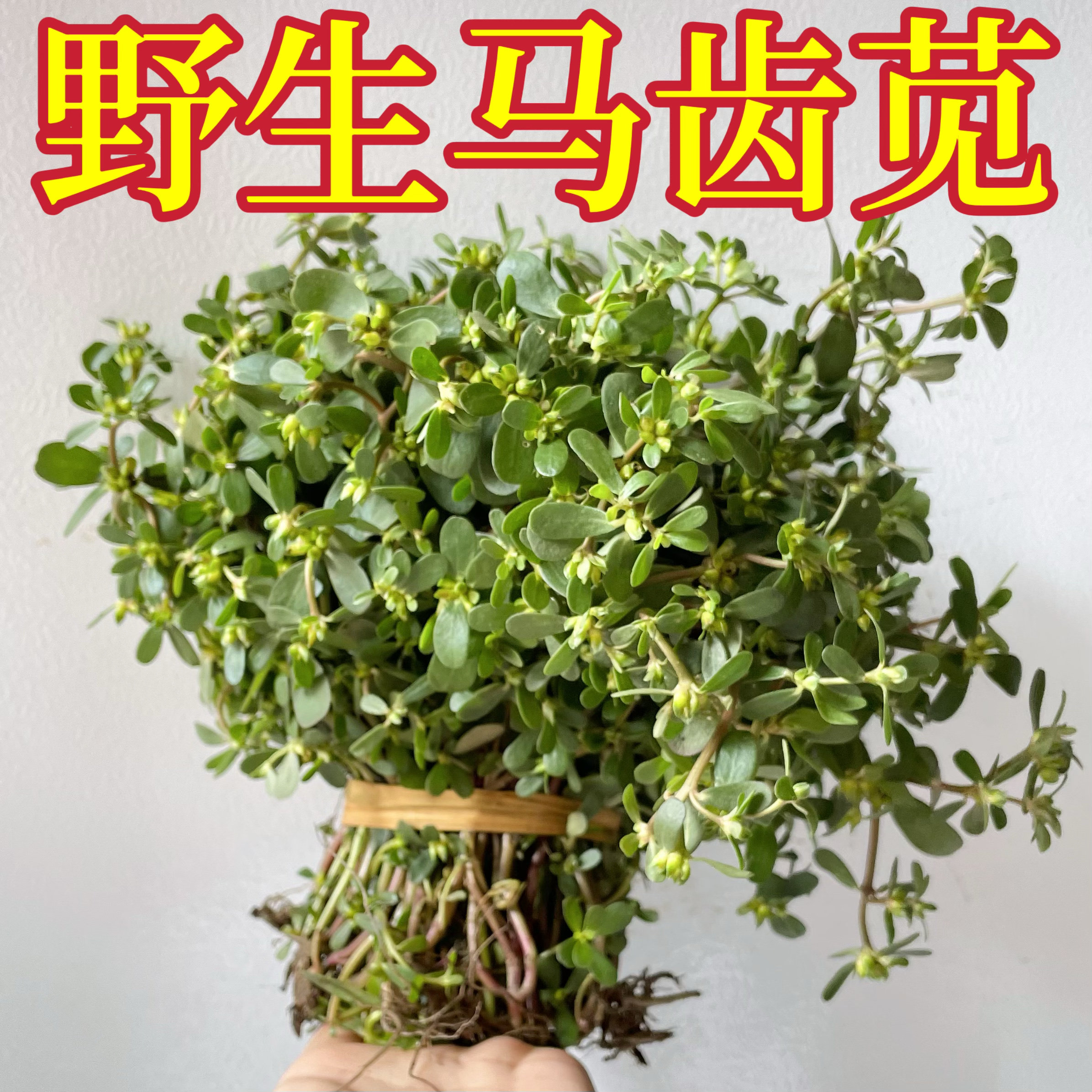 新鲜马齿苋马蜂菜蚂蚱菜现摘现发