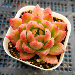 多肉植物 白蜡冬云 东云系肉肉植物小盆栽 室内趣味绿植