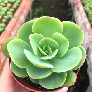 多肉植物 碧桃大单头 趣味绿植小盆栽 肉肉 吸甲醛净化空气