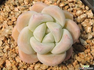 包邮 防辐射净化空气满 肉肉室内趣味小绿植 精品贵货多肉植物冰玉