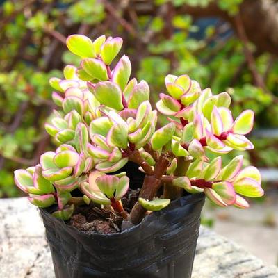 多肉植物雅乐之舞盆栽趣味小盆栽