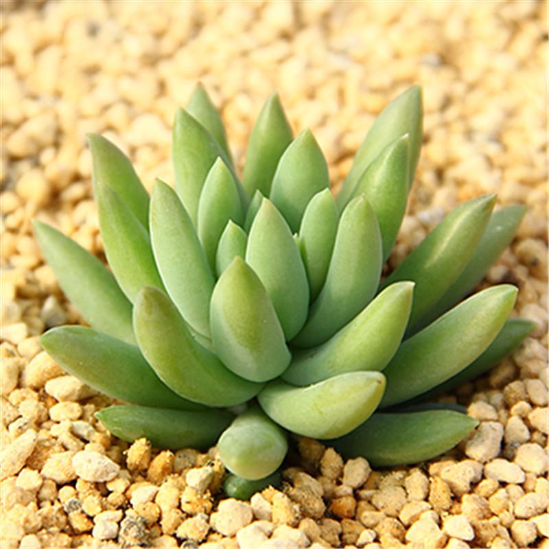 千佛手趣味小盆栽多肉植物