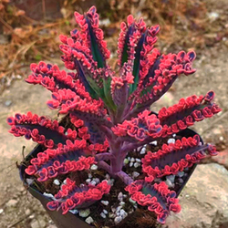 多肉植物 不死鸟锦 落叶生根 不死鸟 阳台办公室肉肉小盆栽