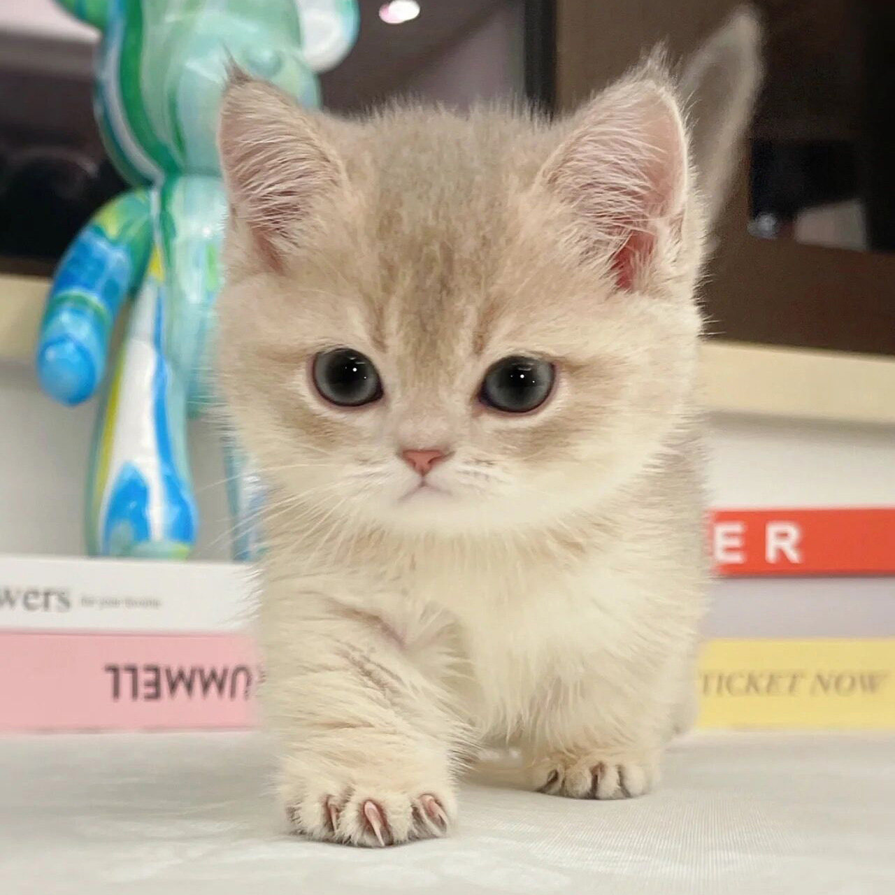 蓝金渐层曼基康矮脚幼猫纯种宠物猫咪活体拿破仑短腿长不大小猫崽