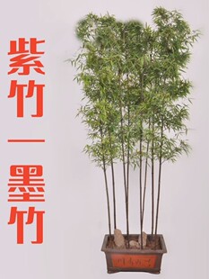 紫竹苗竹子苗盆栽青竹竹子树苗矮化毛竹金镶玉竹黄金竹庭院观赏竹