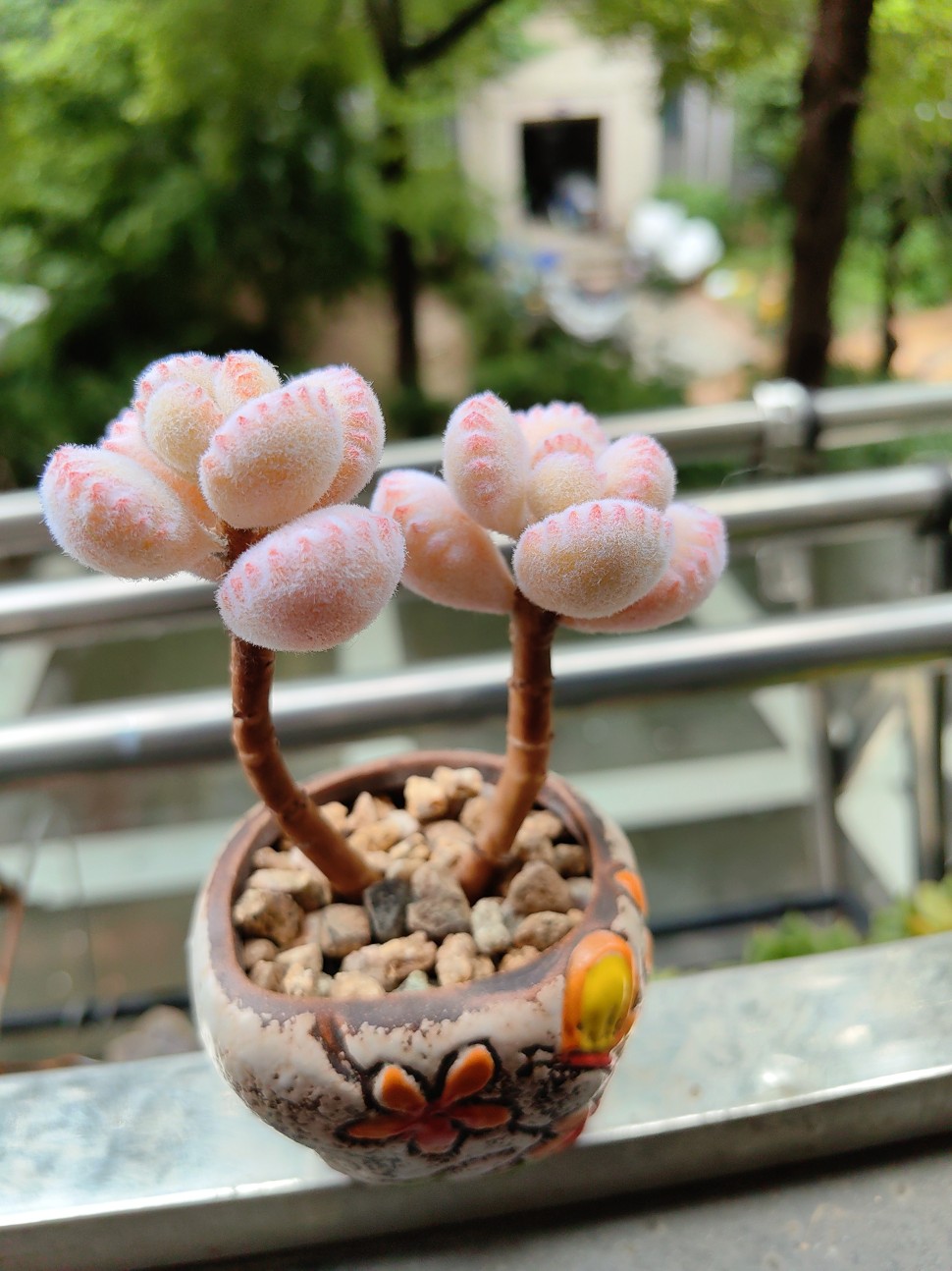 高仿真手工粘土手作多彩虹肉熊童子多肉植物小摆件车载饰品永生花