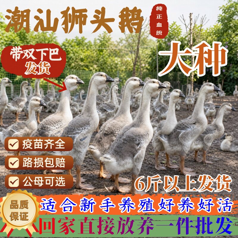 正宗潮汕大种狮头鹅6斤发货带双下巴汕头狮子头