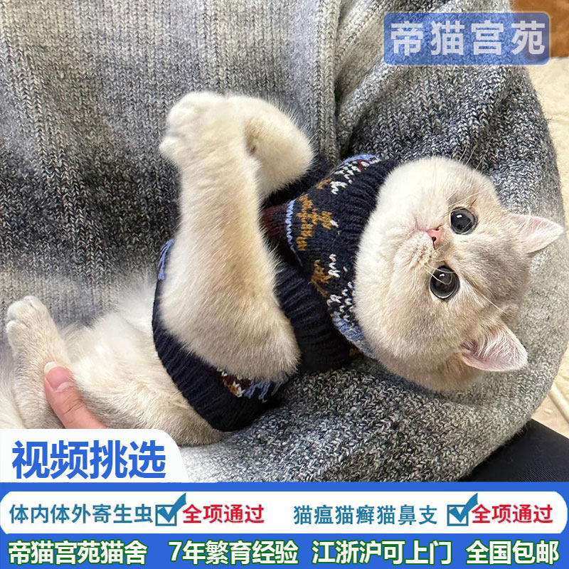 蓝金渐层猫咪幼猫英短宠物猫活体纯种长毛渐层幼崽活物ay12ny12猫