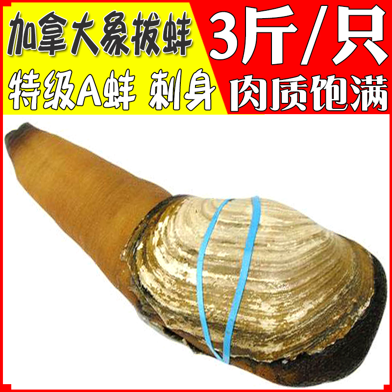 鲜活加拿大象拔蚌a蚌新鲜活体干蚌刺身食材加州蚌象牙蚌海鲜水产
