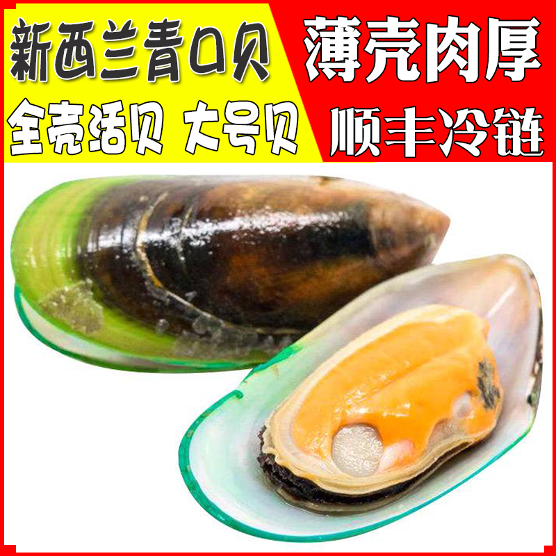 鲜活新西兰青口贝全壳新鲜贝薄壳肉厚贝类大号贝壳两斤装海鲜水产