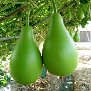 鸿运3号瓠子瓜苗带土秧苗高产早生早熟瓠瓜瓠子圆形蒲瓜高产种籽