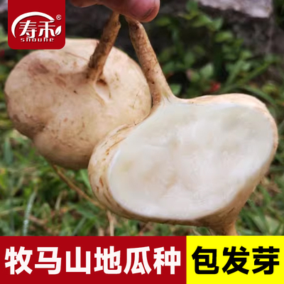 牧马山凉薯种子种籽孑水果地瓜白瓤香甜早熟苗秧种植沙葛土瓜红薯