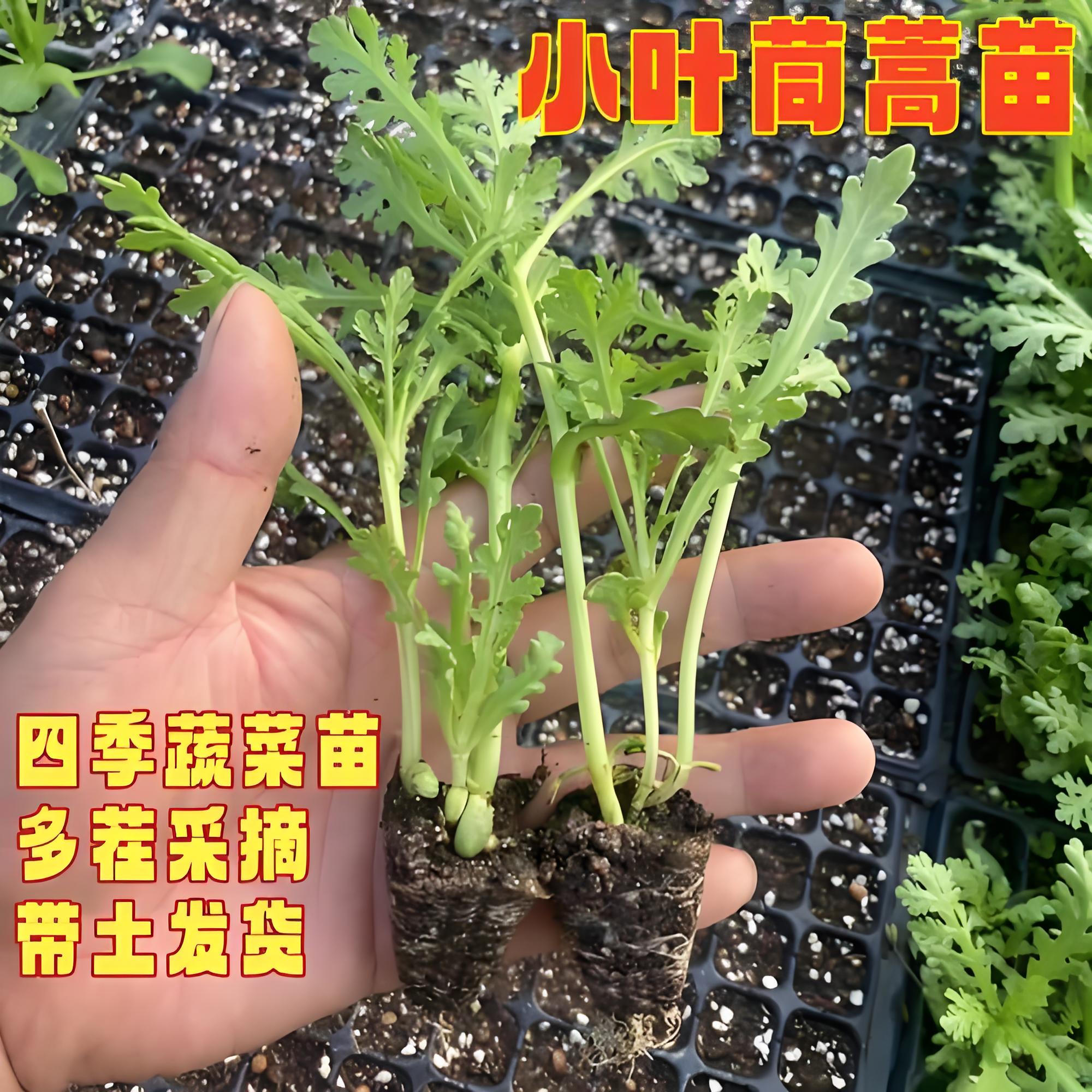 茼蒿秧苗茼蒿苗带土大叶中叶小叶茼蒿种子菜种籽老品种皇帝菜
