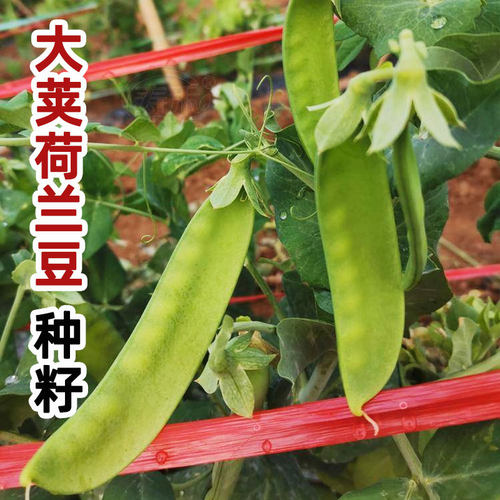 荷兰豆种子种籽甜蔬菜孑四季豌豆菜籽秋季籽种高产604豆种碗豆