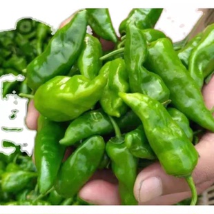 早熟大果余干椒苗秧苗余干辣椒种子耐热耐湿杂秋冬季薄皮小辣椒