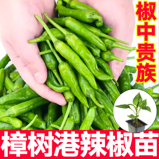湖南正宗樟树港原种辣椒苗带土秧苗高产四季原产地一级种子岳阳