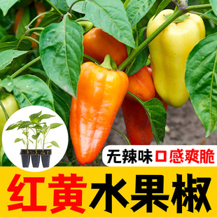 清甜不辣水果辣椒秧苗带士球寿光红黄水果辣椒种子春四季盆栽阳台