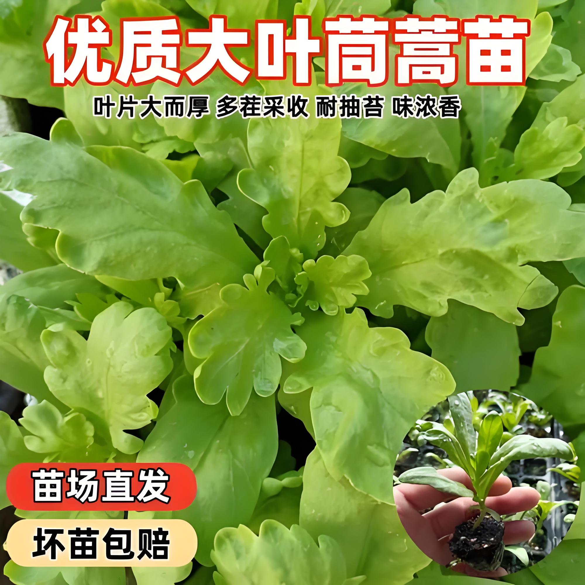 大叶茼蒿苗种子种籽皇帝菜苗秧苗冬季蔬菜孑菜籽茼蒿菜种筒篙菜种