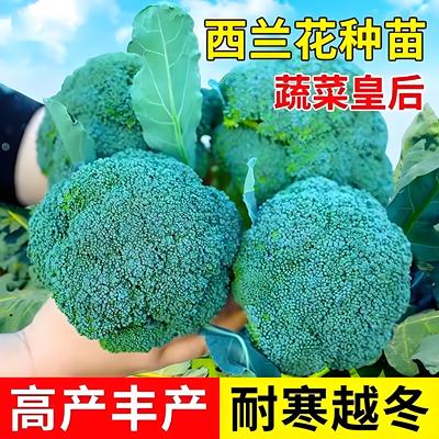 有机西兰花秧苗正宗种子西蓝花苗秧青花菜苗种苗大苗花菜秧苗60天