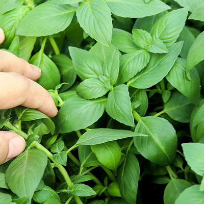 河南特产大叶荆芥种子种籽苗孑子夏季菜苗荆棘菜种苋菜带土秧苗