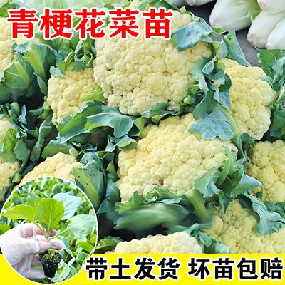 有机花菜秧苗60天山东寿光早熟80天青梗苗菜花种子花椰菜白花菜苗