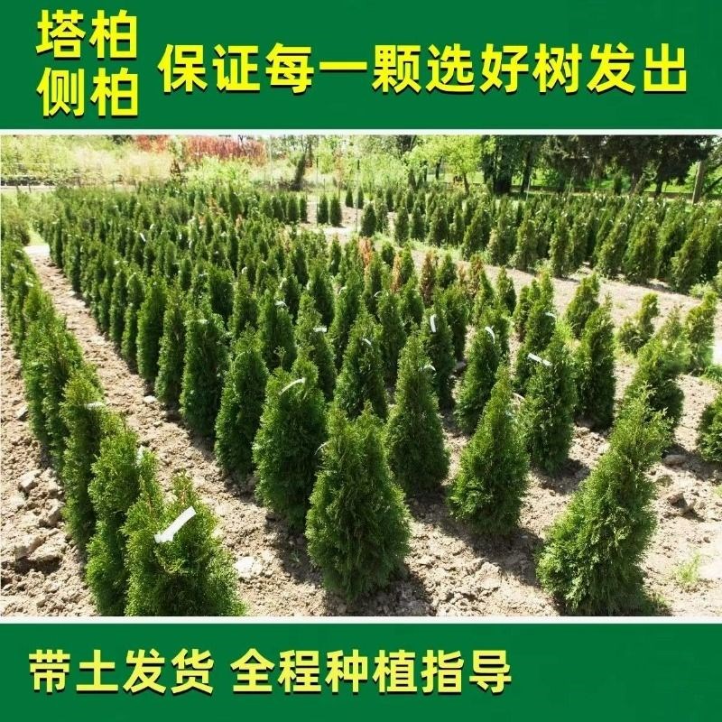 坟前树墓前绿植h塔柏树苗松柏树苗侧柏树苗龙柏树苗植物节塔松圆图片
