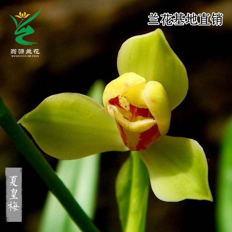 喜花里兰业四季建兰八大铭品之首夏皇梅正品老种开花X浓香好养盆